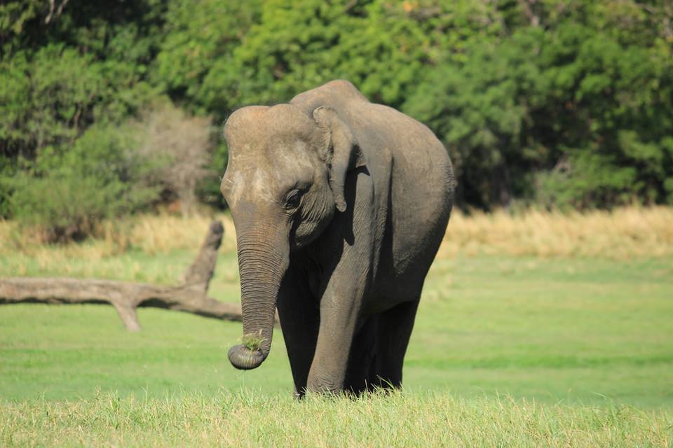 Elephants in Sri Lanka