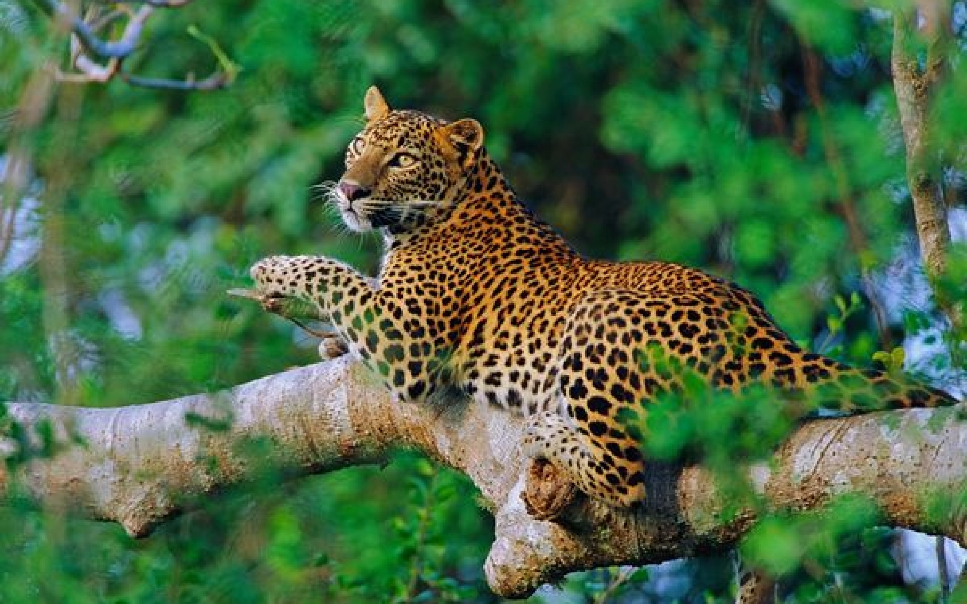 Sri Lankan Leopards